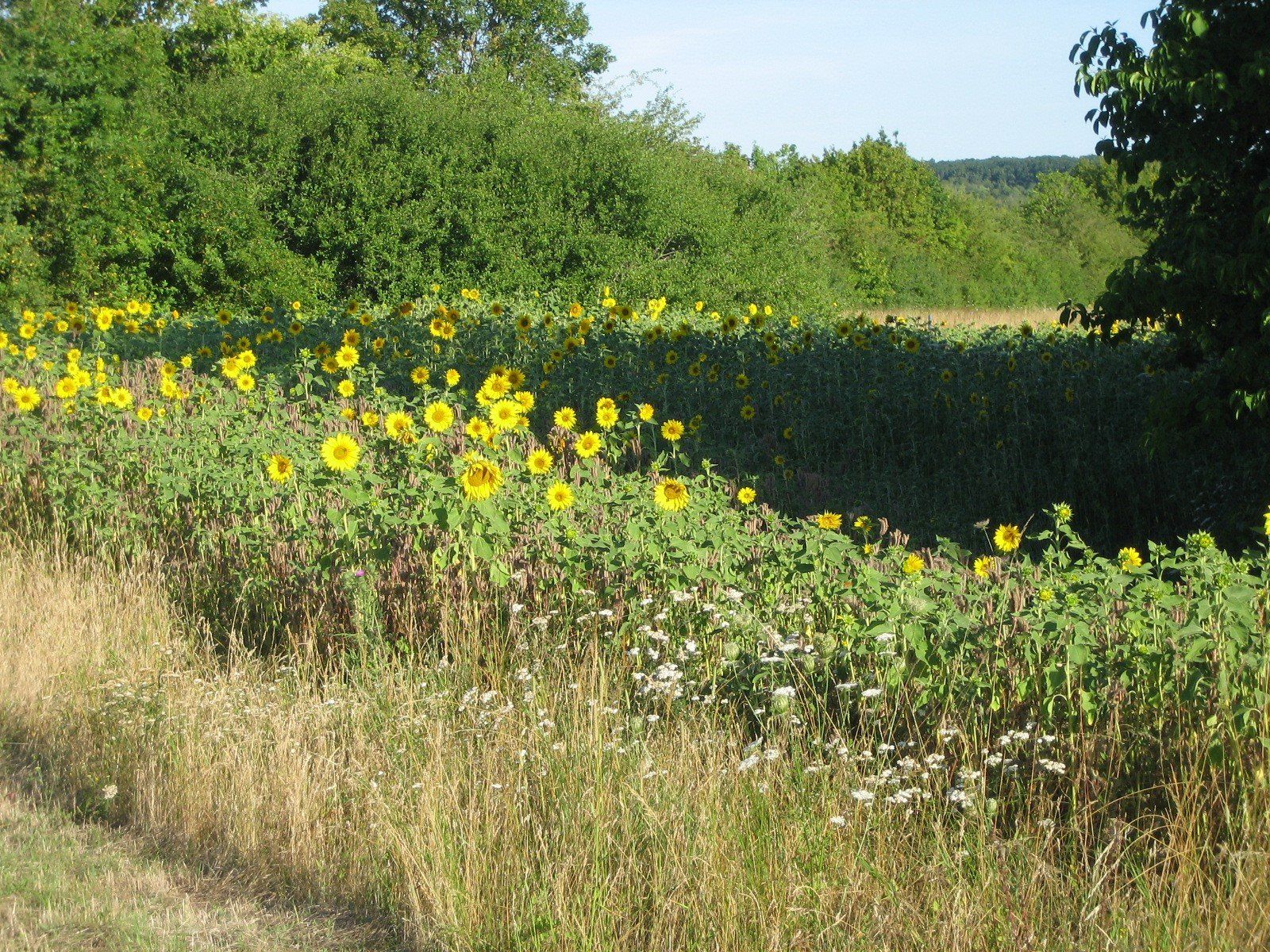 Blühflächen und Rough am Golfplatz