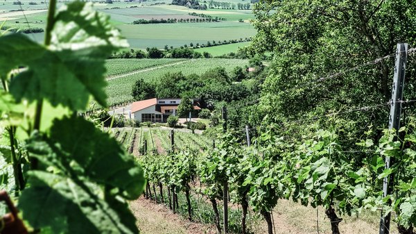 Ipsheim Weinbaugemeinde